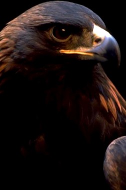 Eagle Wallpaper Eagle Wallpapers For Iphone 640x960 Download