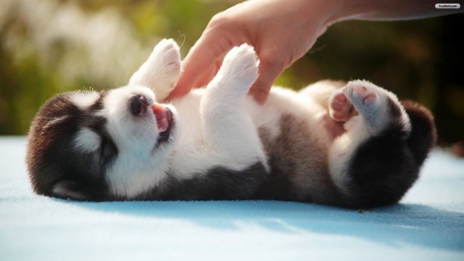 Husky Cute Baby Puppy 19x1080 Download Hd Wallpaper Wallpapertip