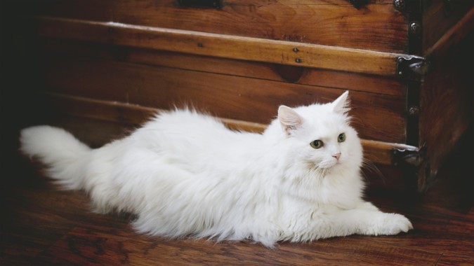  Persian Cat