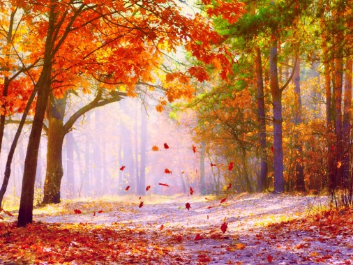 Cynthia-selahblue Images Fall Wallpaper Hd Wallpaper - Falling Leaves ...