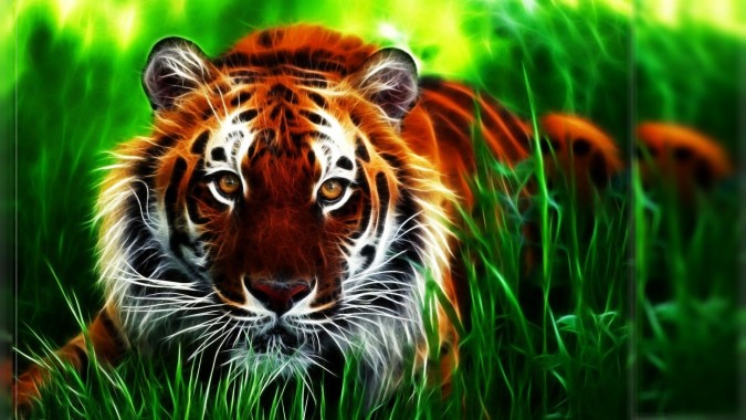 Black Tiger 3d Wallpaper Download Image Num 95