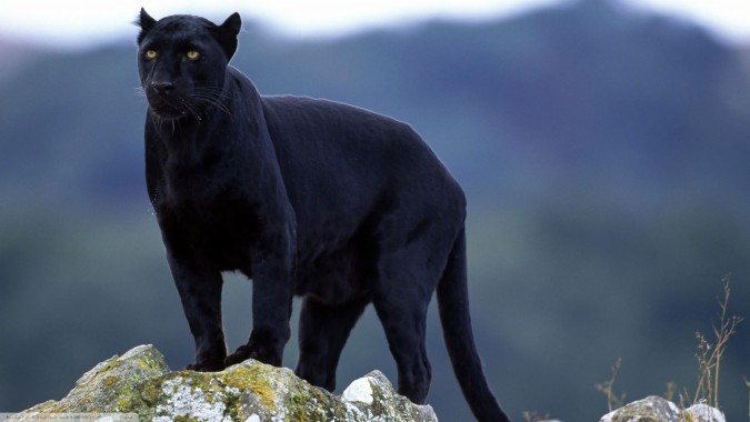 Black Panther - Black Panther Animal - 1400x875 - Download HD Wallpaper ...