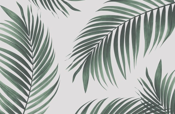 Tropical Palm Wall Mural Plain - Tropical Palm Wall Mural - 1650x1070 ...