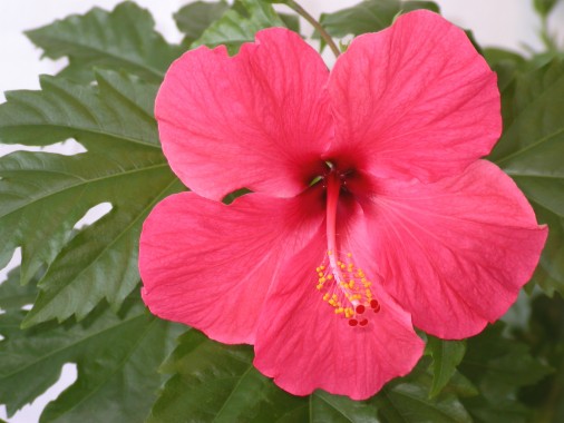 Hibiscus Flowers Wallpaper Hibiscus Flowers Wallpaper - Hibiscus Flower ...