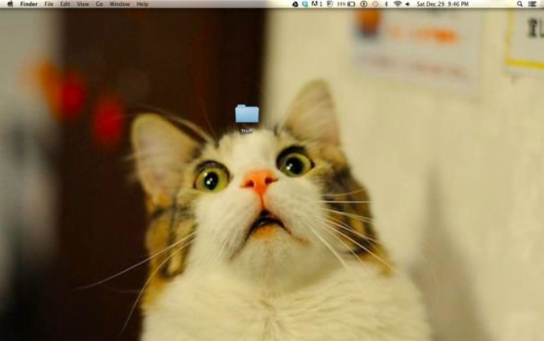 ショックを受けた猫のデスクトップの背景 壁紙engra Ado 800x501 Wallpapertip