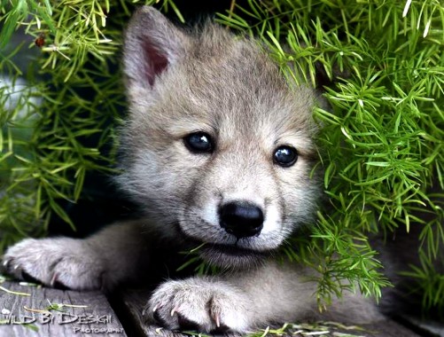 Bebe Loup Fond D Ecran Bebe 1280x969 Wallpapertip