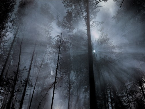 Foggy Forest Wallpaper - 4928x3264 - Download HD Wallpaper - WallpaperTip