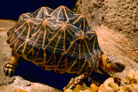 Tortuga Estrellada De La India - 3900x2611 - Download HD Wallpaper ...