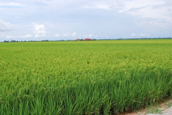 Paddy Field 1600x1071 Download Hd Wallpaper Wallpapertip