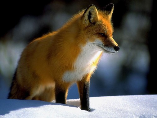 Red Fox Denali National Park - 1024x768 - Download HD Wallpaper ...