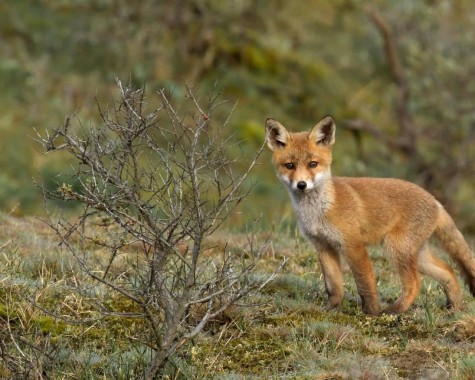 Beau Renard Fond D Ecran Renard Hd 00x1335 Wallpapertip