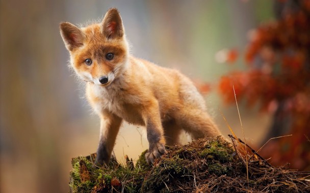 Tails The Fox In Real Life - 2880x1800 - Download HD Wallpaper ...