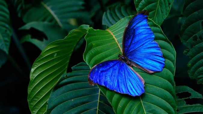 Download Blue Butterfly Wallpapers Free Blue Butterfly Wallpaper Download Wallpapertip