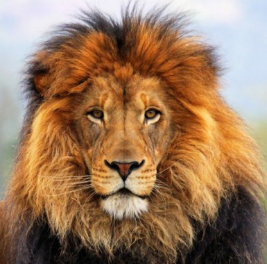 Lion Mane - 540x532 - Download HD Wallpaper - WallpaperTip