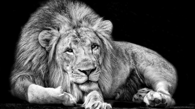 Lion Wallpapers Hd For Mobile 1080 1600x900 Download Hd