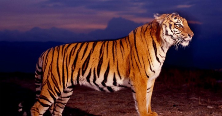 Wallpaper Gambar  Harimau 3d Kampung Hewan  Beli Murah 