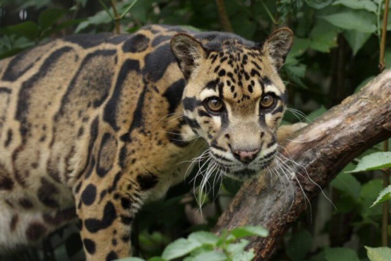 Sunda Clouded Leopard Borneo - 800x533 - Download HD Wallpaper ...