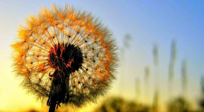 Foto Langit, Gambar Awan - Sunny Sky Background Hd ...