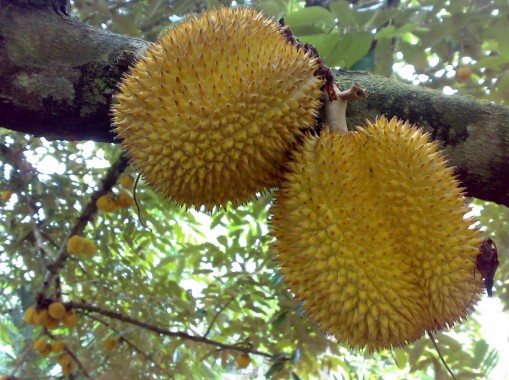 Gambar Merencanakan Kebun Buah Durian Gambar 6 Contoh - Buah Duren ...