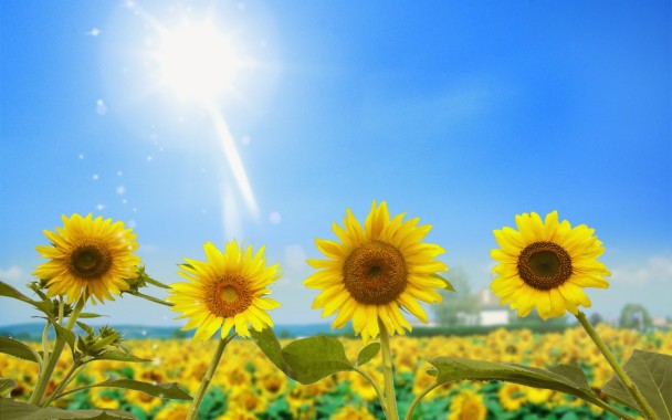 Taman Bunga Matahari - Tuscany Sunflower Fields - 1048x615 ...