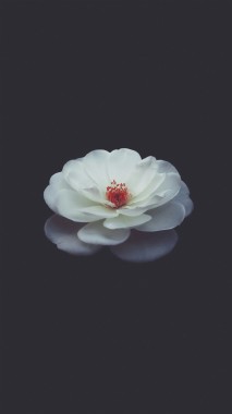 Petals In Black Background - 1080x1920 - Download HD Wallpaper