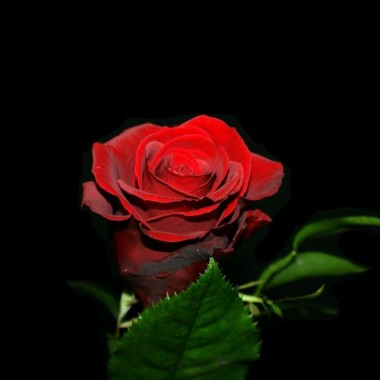 Red Dark Rose Dark Red Rose Background 450x400 Download Hd