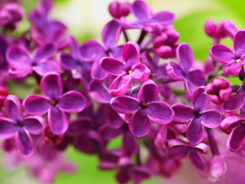 Lilac Flower Arrangement - 5888x3925 - Download HD Wallpaper - WallpaperTip