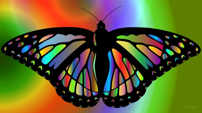 Colorful Butterfly Images Hd - 2560x1440 - Download HD Wallpaper ...