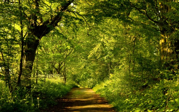 Scenery Wallpaper Forest 1680x1050 Download Hd Wallpaper