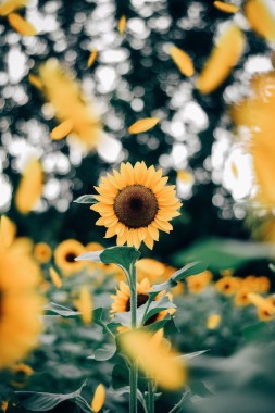 Sunflowers Wallpaper For Iphone 1080x1920 Download Hd