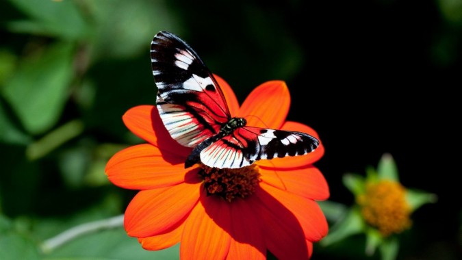 Beautiful Butterfly Wallpapers Free Beautiful Butterfly Wallpaper Download Wallpapertip