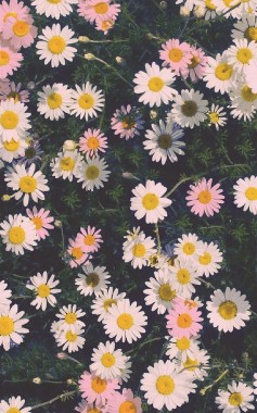 Floral Vintage Flower Background 700x980 Download Hd Wallpaper Wallpapertip