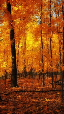 Iphone Autumn Leaves Wallpaper Hd - 1080x1920 - Download HD Wallpaper ...