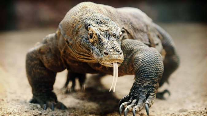 Download Komodo Dragon Uhd 4k Wallpaper - Big Lizard In Bali - WallpaperTip