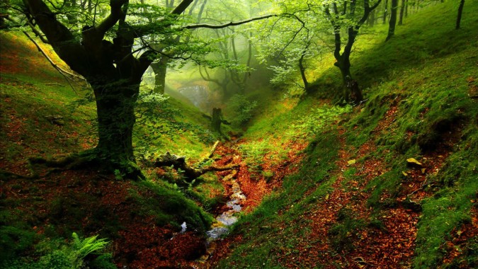 Amazing Hd Enchanted Forest - Enchanted Forest Wallpaper Hd - 1920x1080 ...