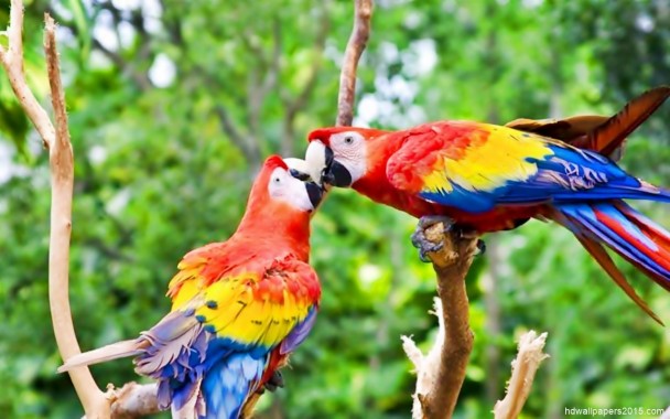 Colorful Love Birds Wallpaper Hd - Birds Wallpaper Full Hd ...