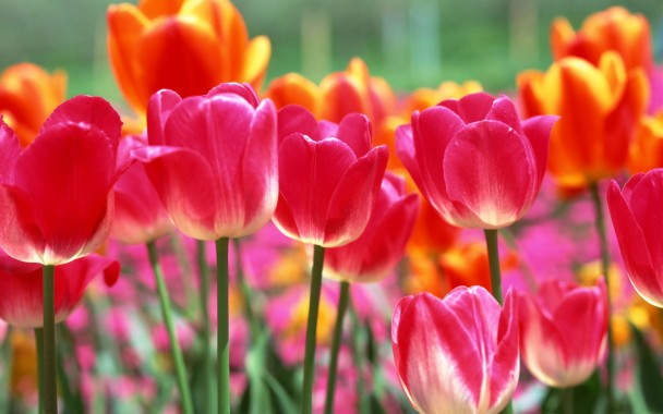 Featured image of post Wallpaper Seluler Bunga Tulip / Gambar bunga tulip wallpaper bisa anda dapatkan disini.