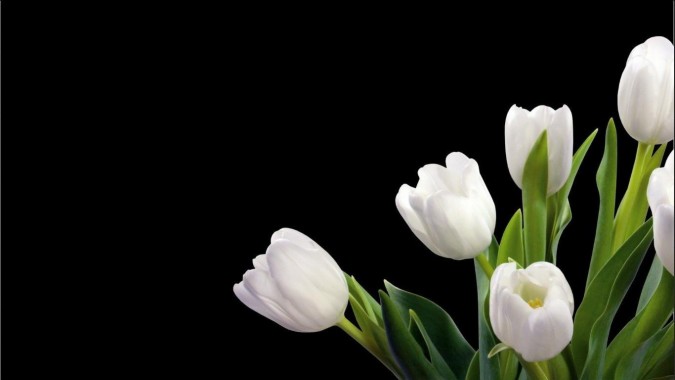  Tulip  Flower Wallpaper  Bunga  Tulip  Hd 1920x1200 