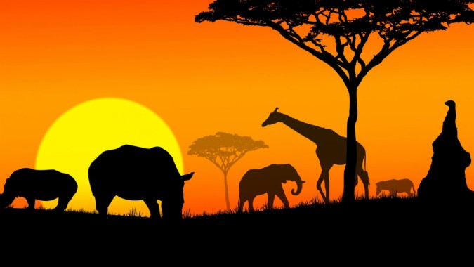 African Acacia Tree Silhouette - 1280x720 - Download HD Wallpaper ...