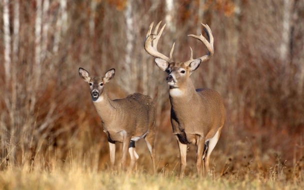 Free Whitetail Deer Wallpaper Data Src Download Free - 4k Deer ...