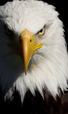 Iphone Eagle Wallpaper 4k 480x800 Download Hd Wallpaper