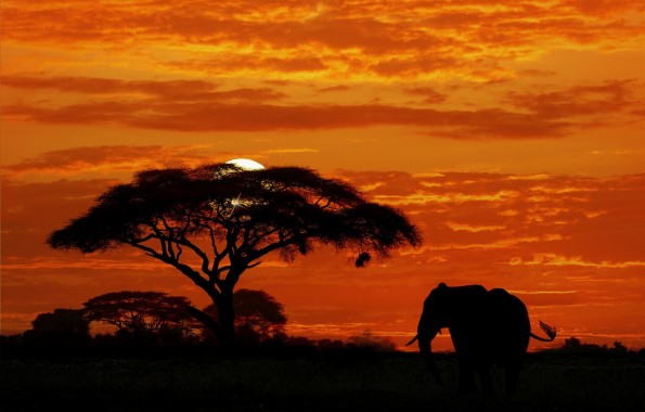 Photo Wallpaper The Sky, Sunset, Tree, Elephant, Silhouette, - Картинки ...