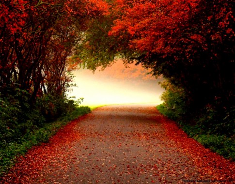Autumn Desktop Wallpapers Free Download Hd Wallpapers - Fall Road ...