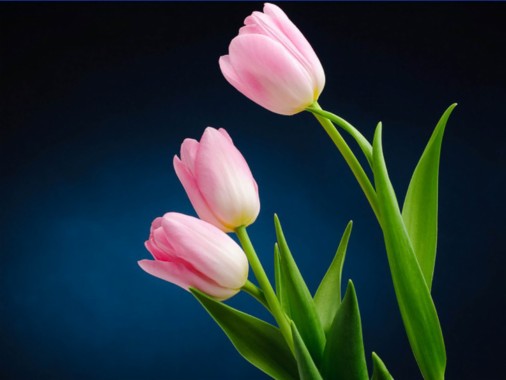 Tulip Flower Images Hd - 1600x1200 - Download HD Wallpaper - WallpaperTip