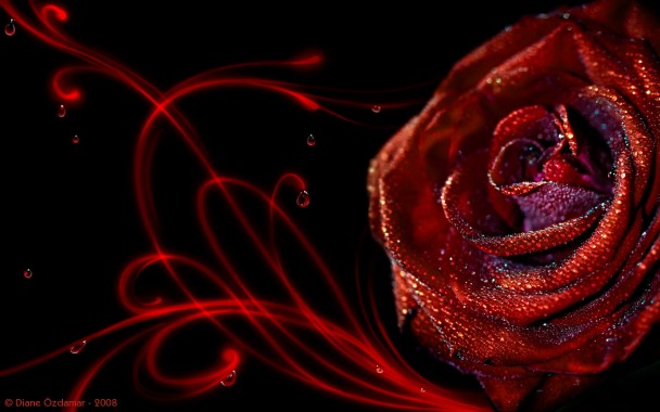 Rose Wallpaper Hd Free Download - Red Rose Wallpapers Free Download