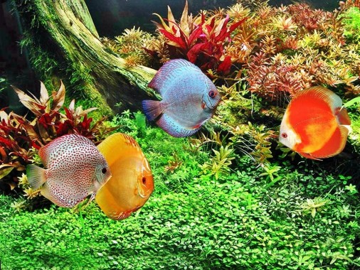 Tips Memilih Ikan Koki Jenis Oranda Ferboescom - Ikan Hias Yang Mudah Dipelihara