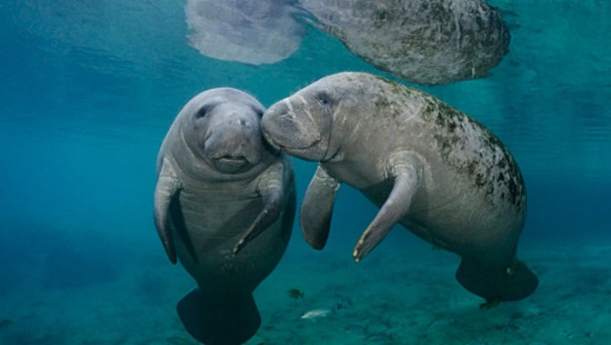 Download Manatee Kissing - WallpaperTip