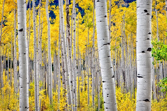 Colorado Aspen Tree - 1600x1200 - Download HD Wallpaper - WallpaperTip