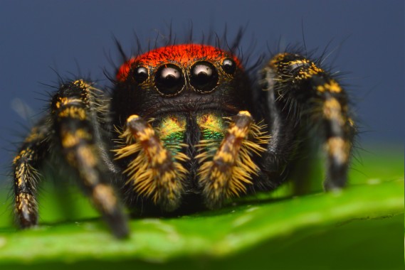 Klitzekleine Spinne Web Wallpaper Hd 1920x1440 Wallpapertip