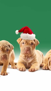 木曜日のクリスマスの引用 犬壁紙iphone 750x1334 Wallpapertip